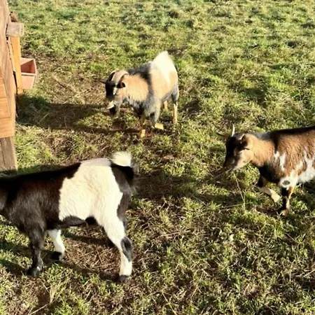 Mobil-home Pour 5 Pers., Animaux Admis - Api-1-52-2631 *