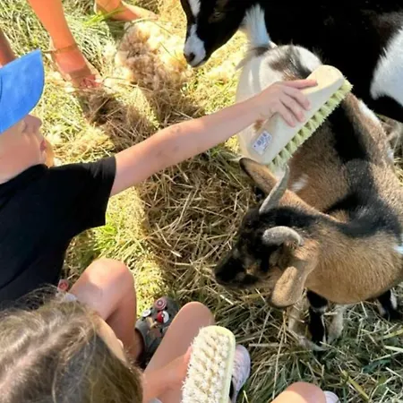 Mobil-home Pour 5 Pers., Animaux Admis - Api-1-52-2631 Kemp